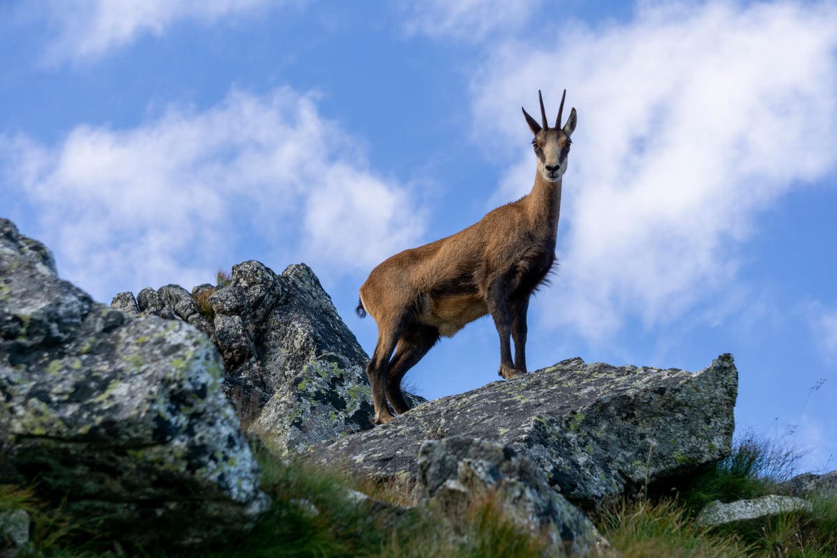 Tatra Chamois ( Rupicapra rupicapra tatrica ). Tatra Mountains.