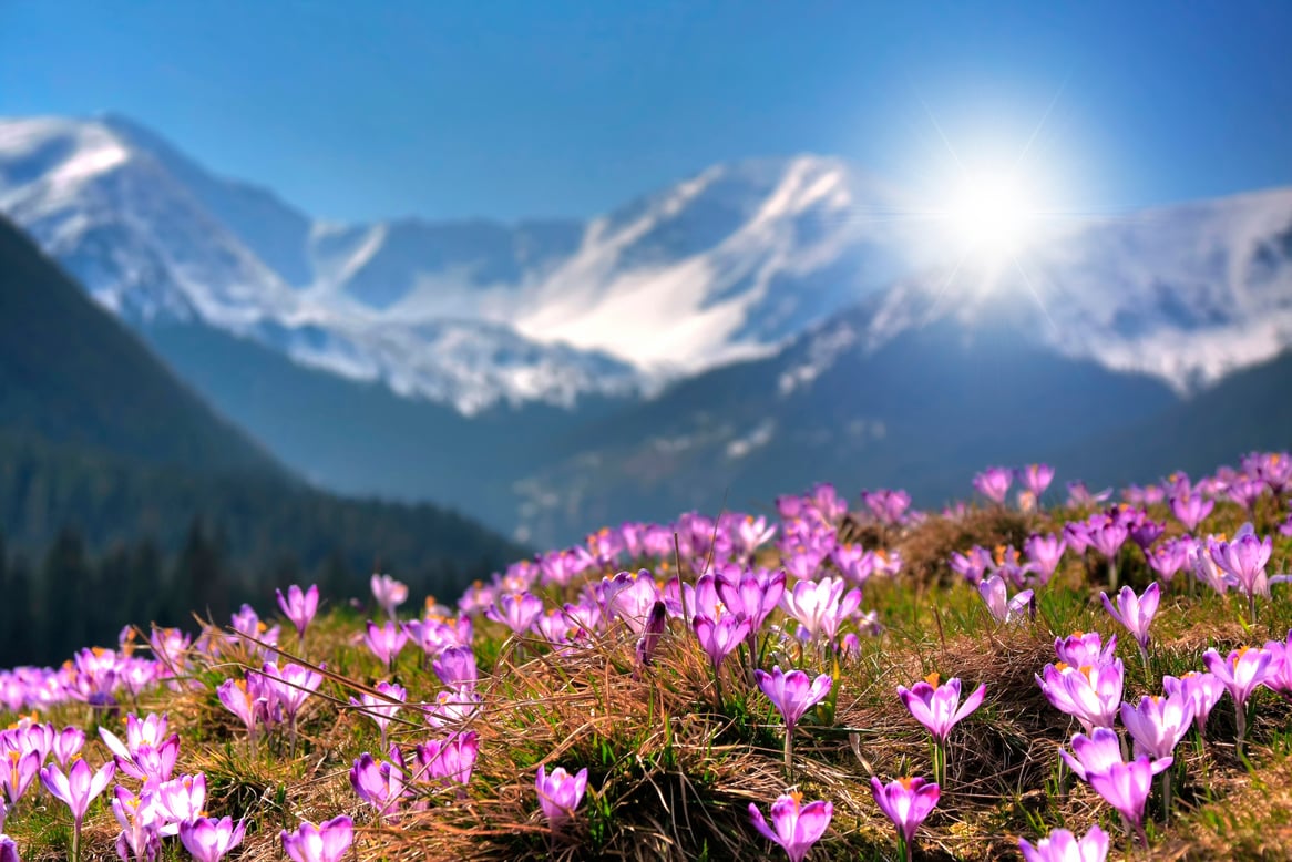 Mountain flower crocuses in the Tatra mountain